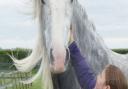 An adopter meets Major for the first time at Redwings Oxhill Visitor Centre