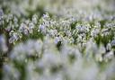 We've selected some of the best places to see snowdrops in Norfolk (photo: Paul Heyes, Getty Images)
