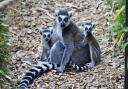 Lemurs at Colchester Zoo (photo: Tom Smith)