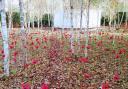 The poppies will be on display until 12 November