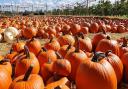 PYO pumpkins at Cammas Hall (photo: @cammashall on facebook)