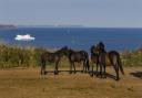 Ponies at Rame Head