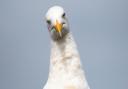 Believe it or not, the seafaring European Herring Gull (Larus argentatus) is an endangered species, unlike its townie cousin. Image: Getty Images