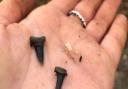 Shark teeth are among the finds at Bawdsey beach. Photo: Lucy Shepherd