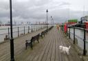 A doggy day out in& Harwich