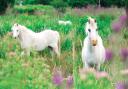 Welsh ponies on the Norfolk Broads (photo: Julian Claxton)