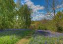 Bluebell woods in Suffolk to explore
