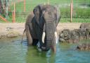 Elephant Eden is Northern Europes largest elephant enclosure