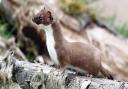 Sleek, alert and deadly; the stoat is a top predator (photo: Getty Images)