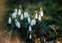 7 magical spots to see Snowdrops