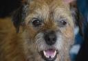 Border terriers expressive faces are a gift to cartoonists
