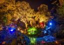 Abbotsbury Subtropical Gardens will be lit up this autumn, photo credit: Stephen Banks