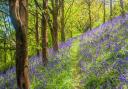 Spring in a beautiful bluebells woods in Cornwall. Photo credit: Ian Wool, Getty Images/iStockphoto