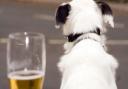 Enjoy a pint with your pooch