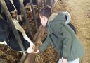 A student greets the cows