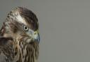 Mabel, the bird at the centre of Helen Macdonald's Costa award-wiining book, Hawk
