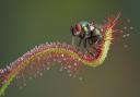 A fly in a precarious position on a sundew plant (c) CathyKeifer/Getty Images/iStockphoto