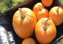 It's pumpkin-picking time!