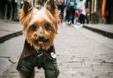 Yorkie the Yorkshire terrier - if you can look at this picture and not melt a little, there’s something wrong with you