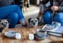 Dogs are welcome at Fields Farmshop and Cafe, East Bergholt.