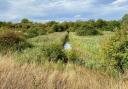 The Chelmer & Blackwater Nature Reserve is now a flourishing habitat