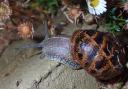 Common brown garden snail, Cornu aspersum