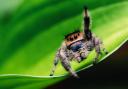 The Distinguished Jumping Spider: under threat at Swanscombe Peninsula