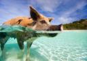 A swimming pig... this lucky one in the slightly more exotic location of the Bahamas