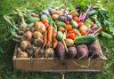Opt for organic veggies this year