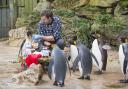 Birdland head keeper Alistair Keen takes on the role of ‘Father Christmas’ to Birdland’s colony of king penguins
