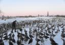 Winter bird-feeding at WWT Slimbridge Wetland Centre