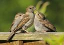 The house sparrow is the most sedentary of all songbirds