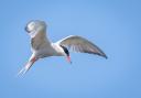 The common tern is nicknamed the sea-swallow thanks to its forked tail