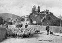 Dorset Down sheep waiting in Station Road to be put aboard a train at Corfe Castle and taken to market. The station had a cattle dock into which livestock were herded before being driven up a ramp onto trucks