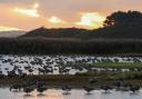 Pinkfeet geese at sunrise at Cley
