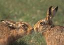 Brown hare courtship begins in January and continues until August or even later