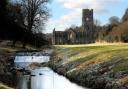 Snowdrops on the banks of the River Skell at Fountains Abbey