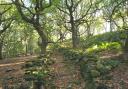 Calverley Wood