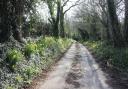Chalky Path near Beech Tree Farm on the Winterborne Stickland circular walk