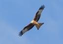 The red kite is being spotted more frequently in Suffolk's skies.