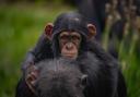 Western chimpanzees are endangered. In January ZeeZee  safely delivered a tiny baby boy following an eight-month pregnancy