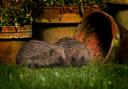 Hedgehogs rely on corridors of hedgerows, joined-up gardens or woodlands to roam and feed