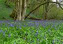 Bluebells at Withnell Fold