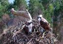 Male osprey LM12 and female osprey NC0 on the nest together at the Loch of the Lowes Wildlife Reserve in Perthshire
