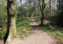 Hardy's Cottage path through Thorncombe Woods. (Photo: Edward Griffiths)