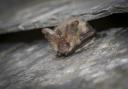 Brown long eared bat. Photo: Tom Marshall