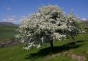 Tree in blossom near Austwick.