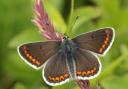 Brown argus butterfly. (c) Vaughn Matthews