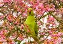 Ring necked parakeets are now a common sight in west London. Photo: Getty Images/iStockphotos
