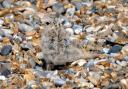 Little tern chick on the beach at Blakeney Point